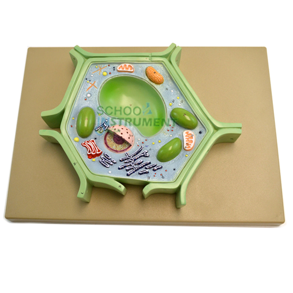 Plant Cell Model